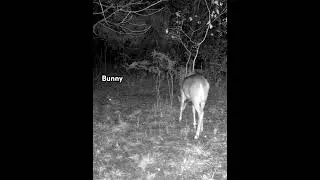Deer and bunny  #deer #bunny