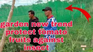 new trending:gardening  tomato ultimate protection to your garden against insect||mrbossamo vlog