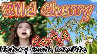 Prunus avium &ndash; The Wild Sweet Cherry: Surprising Health Benefits & History