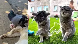 The Goofy Cats You Always Wanted | New 2025 animal content 