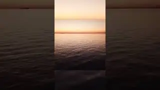 flying with bird