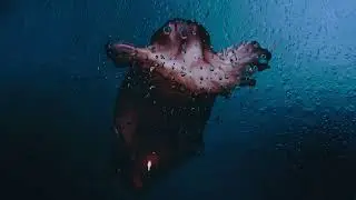Abyssal Deep Sea Creature Halloween Loop