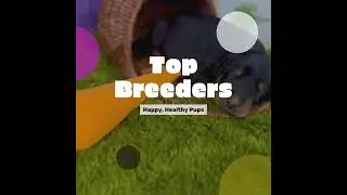 Top Doberman Breeders