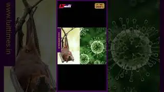 Nipah Virus #shorts