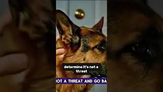 Настороженные уши: как ваша собака слышит опасность? #canineinsight #animals #dogbehavior