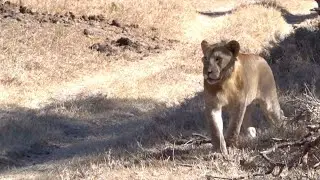 Solio lion pride - part 47 - juvenile males sense danger