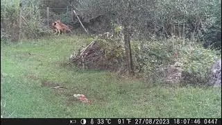 Predazione lupo su capriolo, Sarteano (si)