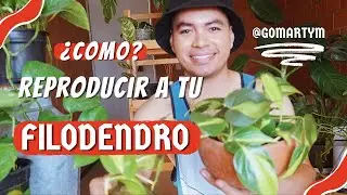 Como propagar philodendron