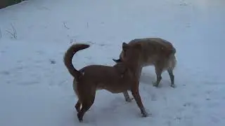Рыжие на снегу