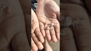 Kurle or Rock Crab babies  #goa #agondabeach #travel #travelvlog