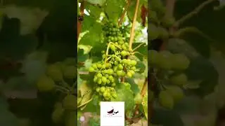 Amazing grapes gives amazing wines #wine #costarica #winetravel #travel