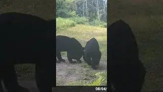 Young Bears CAUGHT on Trail Cam! #shorts #trending #youtubeshorts #fyp #video #bear