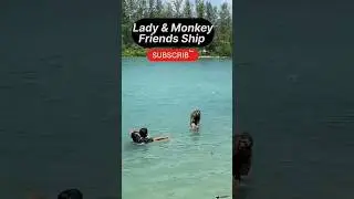 Lady & Monkey baby friends ship #trending #monkeybaby #tdvideochannel #monkey #monkeyinwater