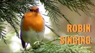 ROUGEGORGE chant timide - ROBIN singing