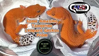 Some Amazing Tangerine Leopard Geckos From Scaled Art Reptiles v93 AME