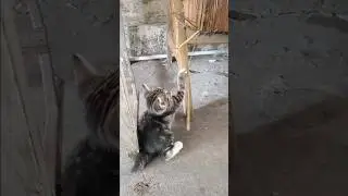 Sayang kucing B111 #funnycats #babycat #cute