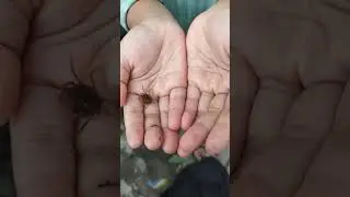temukan bayi kepiting/ aku suka/ MB Syifa