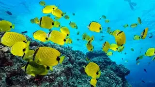 20 Underwater Sea Life 4k Stock Video Clips | | Free stock footage - No Copyright | All Video Free