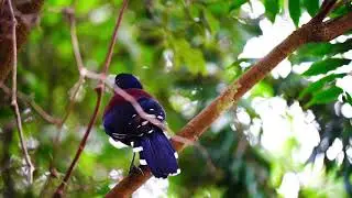 Lidth&rsquo;s jay　ルリカケス　奄美大島
