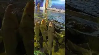 шведский стол# всё включено # шведский стол # путешествия #travel # рыба# Fish