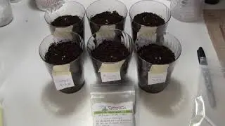 Using Plant Hormones to Improve Germination