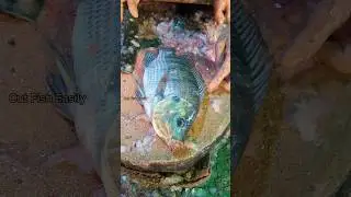 Popular Talapia Fish Cutting Skills by Expert Fish Cutter 🫡😱 || #shorts #fishcutting_skills