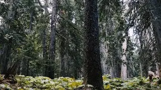 Hollow Tree : Learn To Speak Tree - Ancient Cedars