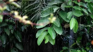 Rainforest Sounds for Sleeping &ndash; Tropical Rain Ambience for Deep Sleep and Relaxation