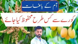 Protect mango orchards from cold weather ? Farming Expert 786
