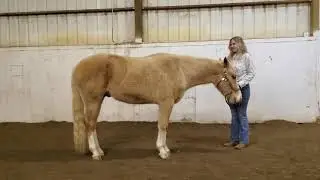 Open Rail Performance: Sabryna Damm & Gemini