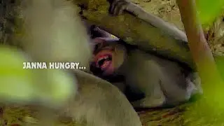 Cry... Hungry... Poor princess Janna crying angry mum not allowed milk, Pitiful lovely Janna