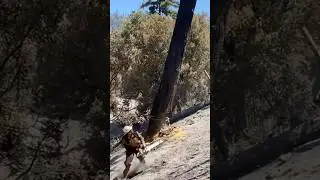 Hotshot Firefighter Dropping a HAZARD Tree on  #californiafires