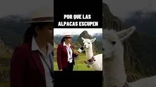 &iquest;Sab&iacute;as por qu&eacute; las alpacas escupen?&iexcl;Aqu&iacute; encontrar&aacute;s la respuesta! 👀👇Prep&aacute;rate para sorprenderte