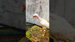 White Shamo... #chicken #ayam #shamo #hobby #birds #pets #shorts