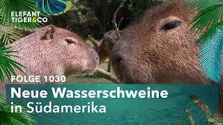 Aus der neuen Welt (Folge 1030) | Elefant, Tiger & Co. | MDR