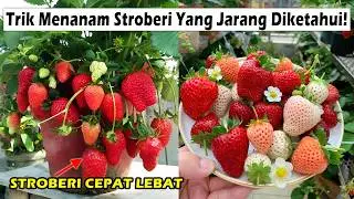 Cara Menanam Stroberi dalam Pot & Tips Terbaik, Kapan Waktu Memanen & Lainnya! #berkebun #faktaunik