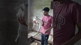 bantam male, Pune climate set bache |  7798851179 reasonable price #pune #goat #bakra
