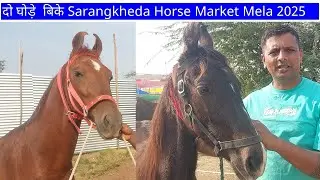 दो खूबसूरत घोड़ों की विदाई&mdash; पूरा मार्केट पलटकर देखता रह गया!&rdquo; Sarangkheda Horse Market Mela 2025  