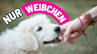 8 richtig seltsame Dinge, die NUR HÜNDINNEN für ihren Besitzer tun