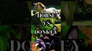 Horse vs Donkey #shorts #horse #donkey #animals