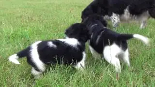 Friese Stabij puppy's op de Salmsteke