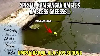 Pakan Burung Yang Gacor Untuk Umpan Mancing Ikan Bawal