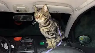 Bilcamping med katt Del 1