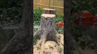 Tree work #arborist #treedoctor #husqvarna #treeservice #treeremoval #shorts #ice #skidsteer #stihl