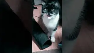 Дейзи Киттен, помешанная на стяжках