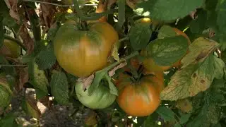 Growing Food During a Drought Short Story