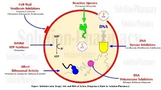 Antitubercular Drug | Site & Mechanism of Action | Drug for Treatment of Tuberculosis | Anti TB Drug