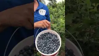 Chet's Blueberry Farm Tour