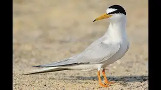 Little Tern