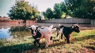 Saving Baby Goats from the FLOOD!